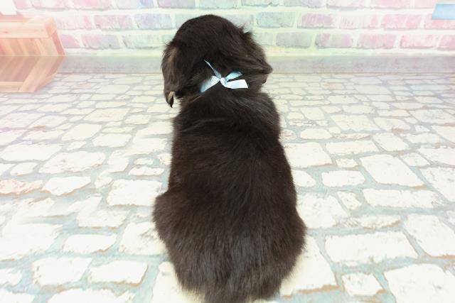 北海道のチワックス(チワワ×ダックス) (Coo&RIKU札幌西店/2025年12月23日生まれ/男の子/ブラックタン)の子犬の4枚目の画像