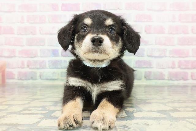 青森県のハーフ犬・ミックス犬 (Coo&RIKU青森店/2025年12月23日生まれ/男の子/ブラックタンホワイト)の子犬の1枚目の画像