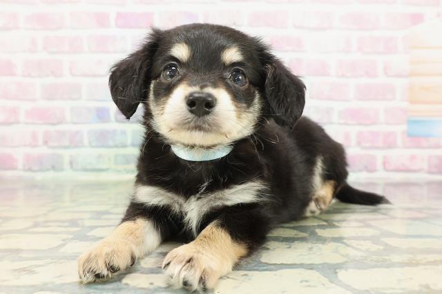 青森県のハーフ犬・ミックス犬 (Coo&RIKU青森店/2025年12月23日生まれ/男の子/ブラックタンホワイト)の子犬の2枚目の画像