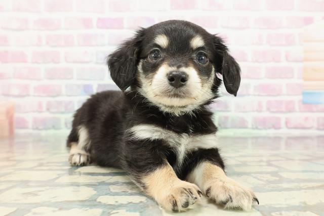 青森県のハーフ犬・ミックス犬 (Coo&RIKU青森店/2025年12月23日生まれ/男の子/ブラックタンホワイト)の子犬の3枚目の画像