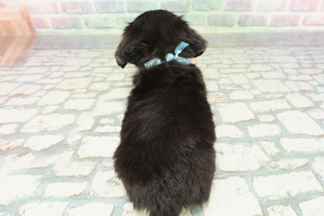 青森県のハーフ犬・ミックス犬 (Coo&RIKU青森店/2025年12月23日生まれ/男の子/ブラックタンホワイト)の子犬の4枚目の画像