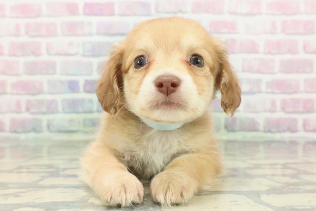 福島県のハーフ犬・ミックス犬 (Coo&RIKUいわき店/2025年12月23日生まれ/男の子/イエロー)の子犬の1枚目の画像