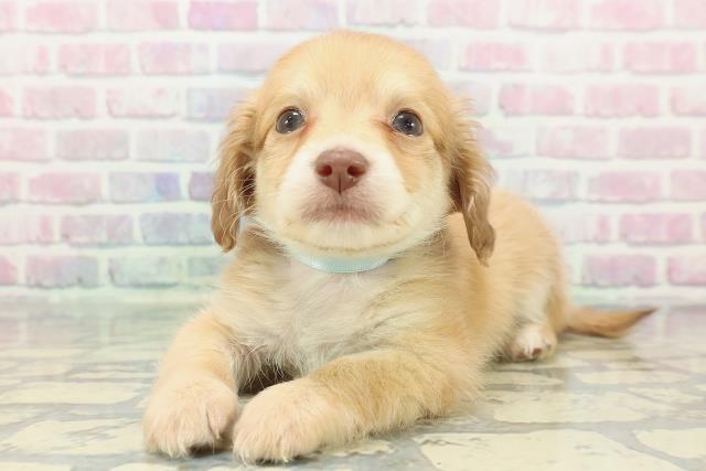 福島県のハーフ犬・ミックス犬 (Coo&RIKUいわき店/2025年12月23日生まれ/男の子/イエロー)の子犬の2枚目の画像