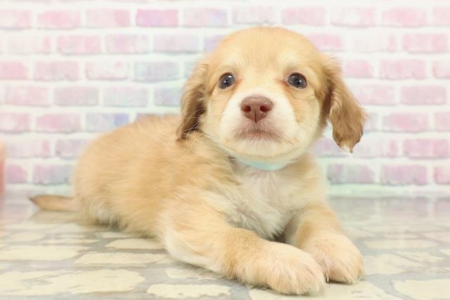 福島県のハーフ犬・ミックス犬 (Coo&RIKUいわき店/2025年12月23日生まれ/男の子/イエロー)の子犬の3枚目の画像