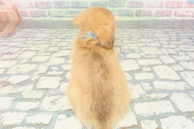 福島県のハーフ犬・ミックス犬 (Coo&RIKUいわき店/2025年12月23日生まれ/男の子/イエロー)の子犬の4枚目の画像