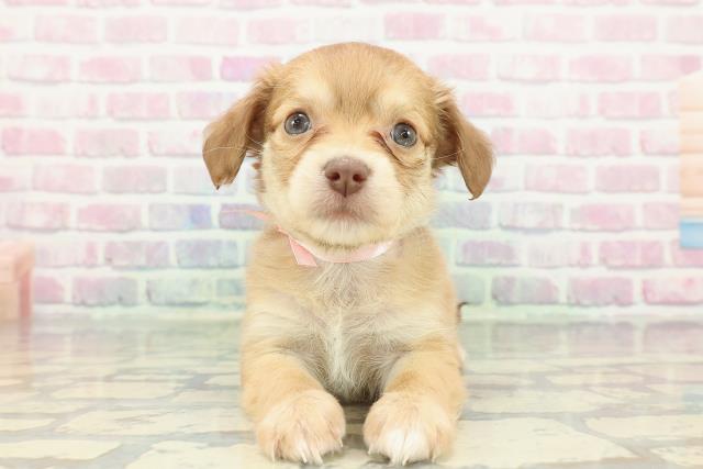 東京都のハーフ犬・ミックス犬 (Coo&RIKU江戸川店/2025年12月23日生まれ/女の子/イエロー)の子犬の1枚目の画像