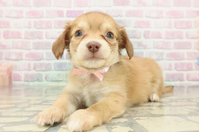 東京都のハーフ犬・ミックス犬 (Coo&RIKU江戸川店/2025年12月23日生まれ/女の子/イエロー)の子犬の2枚目の画像