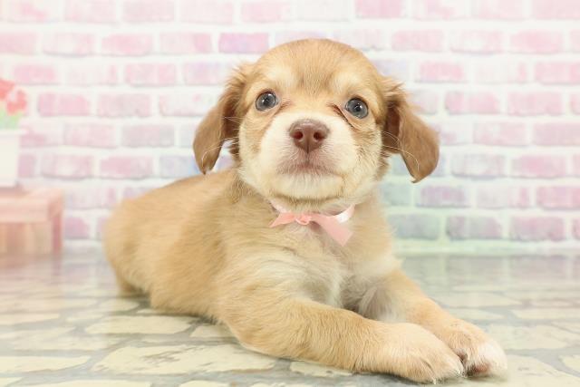 東京都のハーフ犬・ミックス犬 (Coo&RIKU江戸川店/2025年12月23日生まれ/女の子/イエロー)の子犬の3枚目の画像