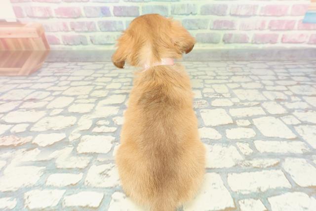 東京都のハーフ犬・ミックス犬 (Coo&RIKU江戸川店/2025年12月23日生まれ/女の子/イエロー)の子犬の4枚目の画像