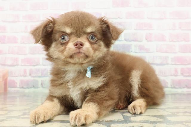 長野県のチワワ(ロング) (Coo&RIKU綿半諏訪店/2025年12月26日生まれ/男の子/チョコレートクリーム)の子犬の2枚目の画像