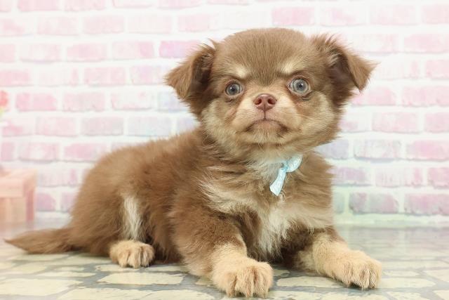 長野県のチワワ(ロング) (Coo&RIKU綿半諏訪店/2025年12月26日生まれ/男の子/チョコレートクリーム)の子犬の3枚目の画像