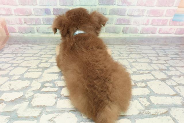 長野県のチワワ(ロング) (Coo&RIKU綿半諏訪店/2025年12月26日生まれ/男の子/チョコレートクリーム)の子犬の4枚目の画像