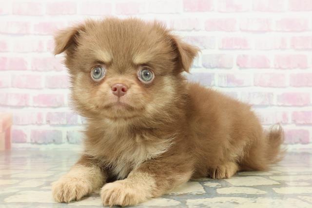 神奈川県のチワワ(ロング) (Coo&RIKU相模原店/2025年12月26日生まれ/男の子/チョコレートクリーム)の子犬の2枚目の画像