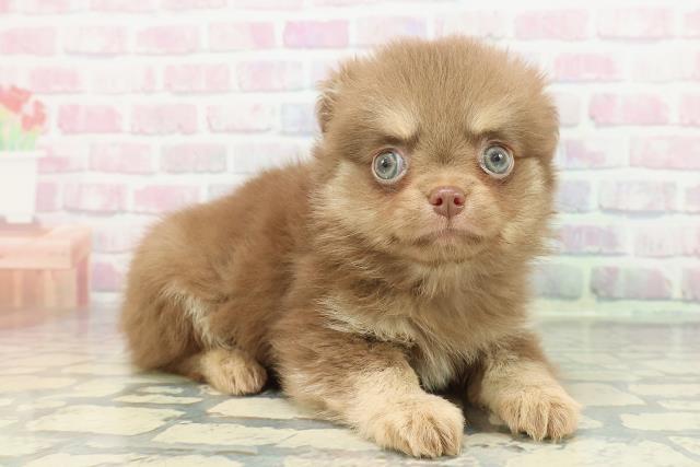 神奈川県のチワワ(ロング) (Coo&RIKU相模原店/2025年12月26日生まれ/男の子/チョコレートクリーム)の子犬の3枚目の画像