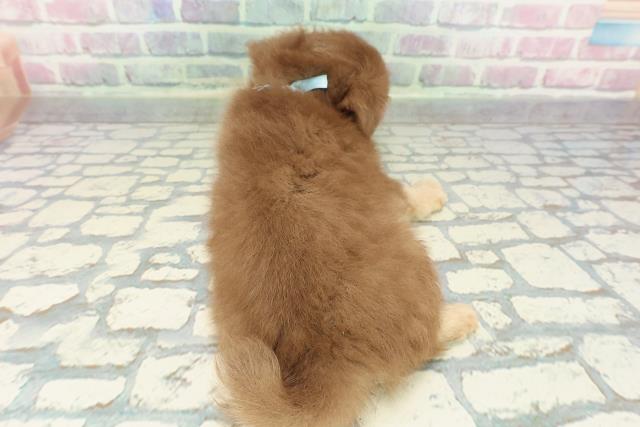 神奈川県のチワワ(ロング) (Coo&RIKU相模原店/2025年12月26日生まれ/男の子/チョコレートクリーム)の子犬の4枚目の画像