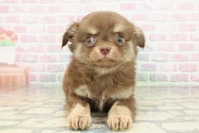 茨城県のチワワ(ロング) (Coo&RIKU水戸店/2025年12月26日生まれ/男の子/チョコレートクリーム)の子犬の1枚目の画像