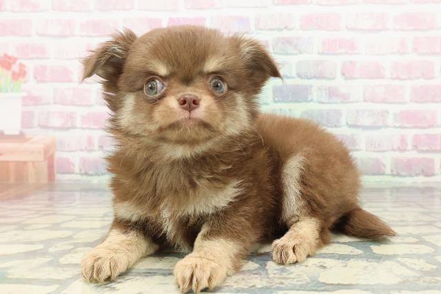 茨城県のチワワ(ロング) (Coo&RIKU水戸店/2025年12月26日生まれ/男の子/チョコレートクリーム)の子犬の2枚目の画像