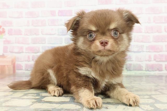 茨城県のチワワ(ロング) (Coo&RIKU水戸店/2025年12月26日生まれ/男の子/チョコレートクリーム)の子犬の3枚目の画像