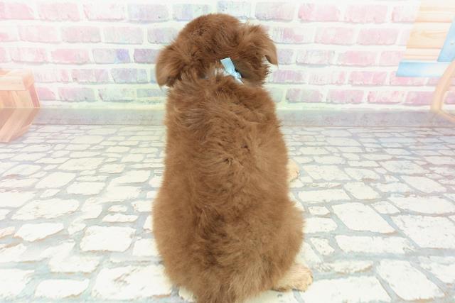 茨城県のチワワ(ロング) (Coo&RIKU水戸店/2025年12月26日生まれ/男の子/チョコレートクリーム)の子犬の4枚目の画像