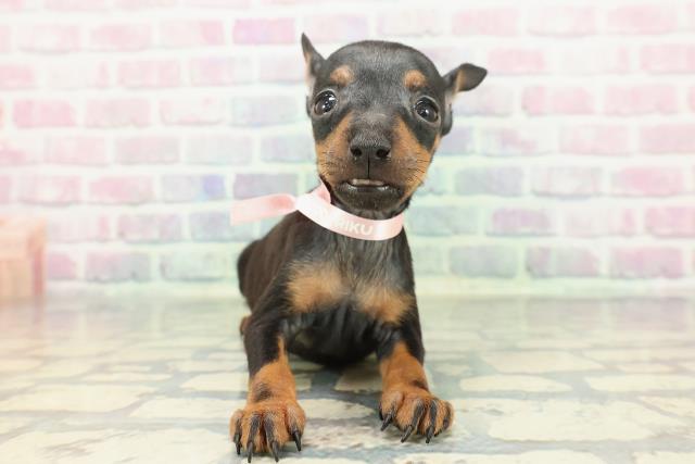 トイマンチェスターテリア