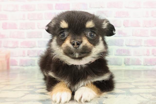 宮城県のチワワ(ロング) (Coo&RIKU石巻店/2025年12月25日生まれ/女の子/ブラックタン)の子犬の1枚目の画像