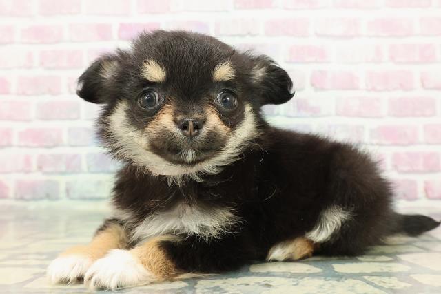 宮城県のチワワ(ロング) (Coo&RIKU石巻店/2025年12月25日生まれ/女の子/ブラックタン)の子犬の2枚目の画像