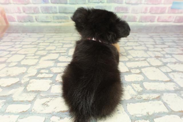 宮城県のチワワ(ロング) (Coo&RIKU石巻店/2025年12月25日生まれ/女の子/ブラックタン)の子犬の4枚目の画像