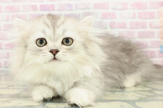 東京都のミヌエット (Coo&RIKU江戸川店/2025年12月20日生まれ/男の子/シルバータビー)の子猫の2枚目の画像