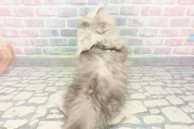 東京都のミヌエット (Coo&RIKU江戸川店/2025年12月20日生まれ/男の子/シルバータビー)の子猫の4枚目の画像