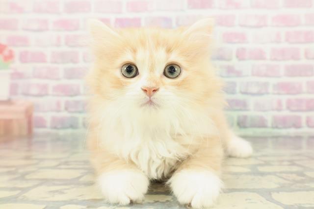 長野県のミヌエット (Coo&RIKU綿半中野店/2025年12月28日生まれ/女の子/レッドタビーホワイト)の子猫の1枚目の画像