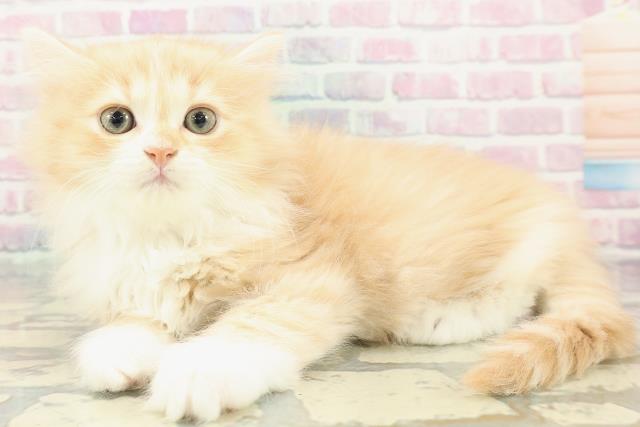 長野県のミヌエット (Coo&RIKU綿半中野店/2025年12月28日生まれ/女の子/レッドタビーホワイト)の子猫の2枚目の画像