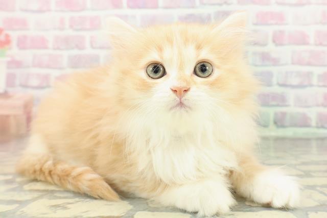 長野県のミヌエット (Coo&RIKU綿半中野店/2025年12月28日生まれ/女の子/レッドタビーホワイト)の子猫の3枚目の画像