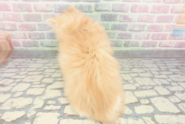 長野県のミヌエット (Coo&RIKU綿半中野店/2025年12月28日生まれ/女の子/レッドタビーホワイト)の子猫の4枚目の画像