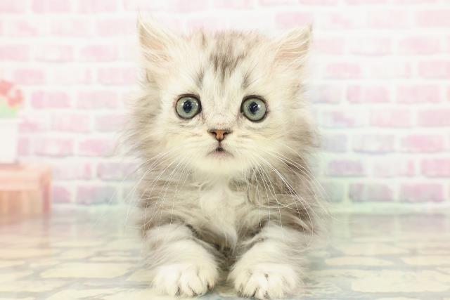 神奈川県のミヌエット (Coo&RIKU長津田店/2025年12月20日生まれ/男の子/シルバータビー)の子猫の1枚目の画像