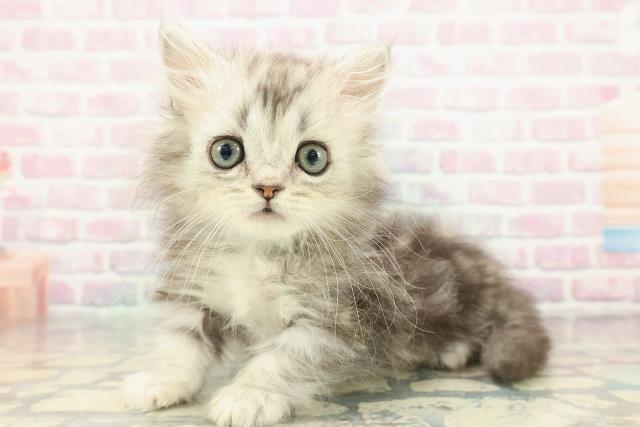 神奈川県のミヌエット (Coo&RIKU長津田店/2025年12月20日生まれ/男の子/シルバータビー)の子猫の2枚目の画像