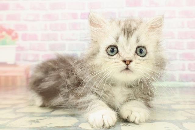 神奈川県のミヌエット (Coo&RIKU長津田店/2025年12月20日生まれ/男の子/シルバータビー)の子猫の3枚目の画像