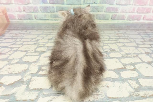 神奈川県のミヌエット (Coo&RIKU長津田店/2025年12月20日生まれ/男の子/シルバータビー)の子猫の4枚目の画像