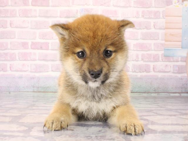 大阪府の豆柴 (Coo&RIKU天王寺店/2025年12月23日生まれ/女の子/赤)の子犬