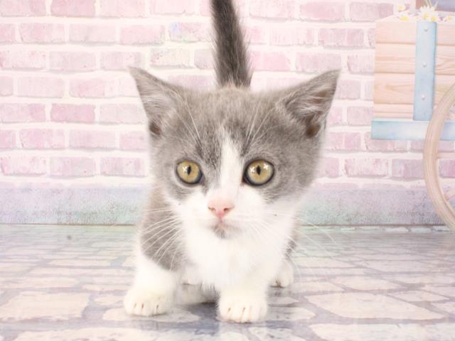 滋賀県のマンチカン (Coo&RIKU長浜店/2025年12月28日生まれ/男の子/ブルーホワイト)の子猫