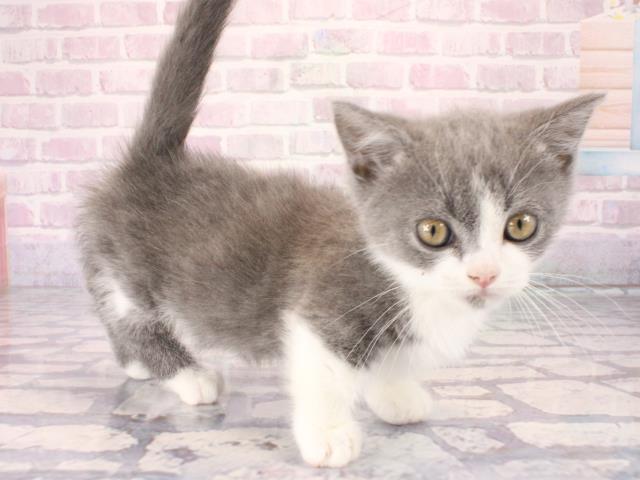 滋賀県のマンチカン (Coo&RIKU長浜店/2025年12月28日生まれ/男の子/ブルーホワイト)の子猫の2枚目の画像