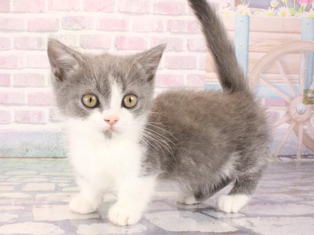 滋賀県のマンチカン (Coo&RIKU長浜店/2025年12月28日生まれ/男の子/ブルーホワイト)の子猫の3枚目の画像