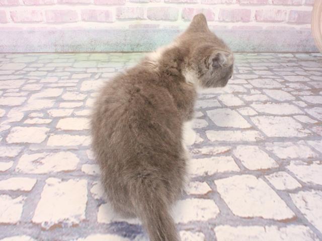 滋賀県のマンチカン (Coo&RIKU長浜店/2025年12月28日生まれ/男の子/ブルーホワイト)の子猫の4枚目の画像