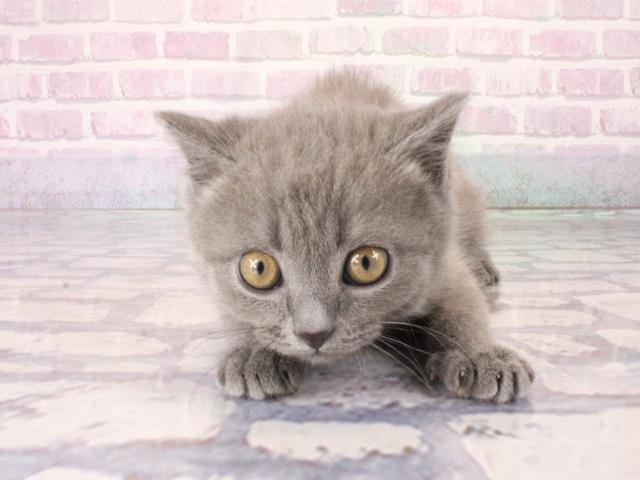 奈良県のマンチカン (Coo&RIKU奈良新庄店/2025年12月28日生まれ/男の子/ブルー)の子猫の1枚目の画像