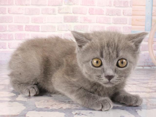 奈良県のマンチカン (Coo&RIKU奈良新庄店/2025年12月28日生まれ/男の子/ブルー)の子猫の2枚目の画像