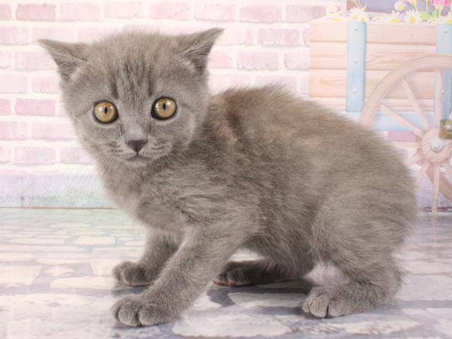 奈良県のマンチカン (Coo&RIKU奈良新庄店/2025年12月28日生まれ/男の子/ブルー)の子猫の3枚目の画像