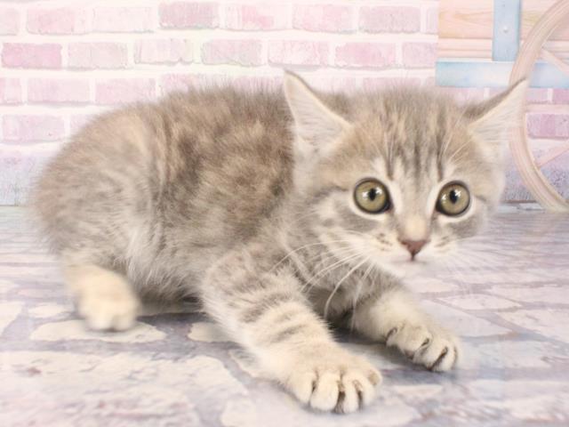 兵庫県のマンチカン (Coo&RIKU丹波店/2025年12月28日生まれ/男の子/ブルータビー)の子猫の2枚目の画像