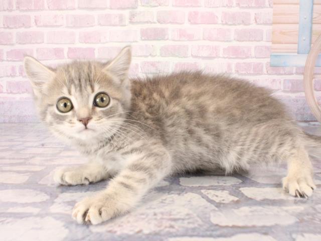 兵庫県のマンチカン (Coo&RIKU丹波店/2025年12月28日生まれ/男の子/ブルータビー)の子猫の3枚目の画像