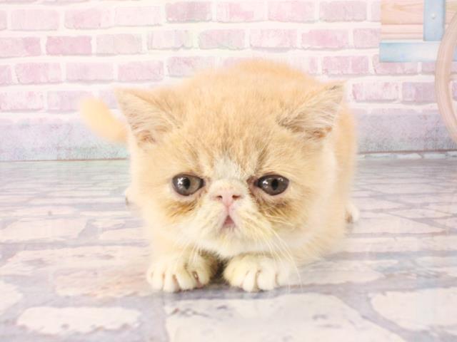 兵庫県のエキゾチックショートヘアー (Coo&RIKU尼崎店/2025年12月24日生まれ/女の子/クリームホワイト)の子猫