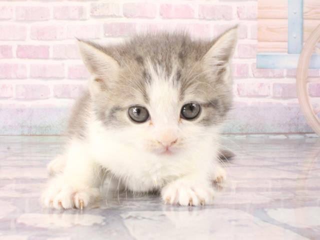 大阪府のミヌエット (Coo&RIKU城東古市店/2025年12月24日生まれ/男の子/シルバーホワイト)の子猫の1枚目の画像
