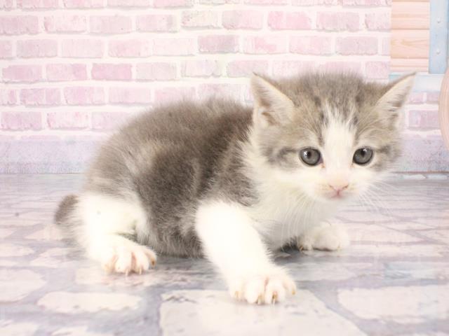 大阪府のミヌエット (Coo&RIKU城東古市店/2025年12月24日生まれ/男の子/シルバーホワイト)の子猫の2枚目の画像